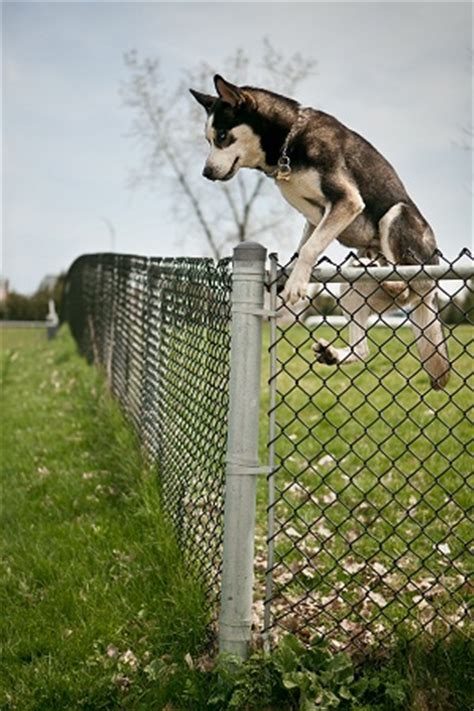 To create a barrier so that someone or an animal can't access something else. How to Prevent Dogs from Jumping Fence