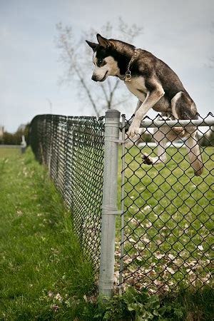 Stack a few sheets of newspaper together and fold them in thirds to. How to Prevent Dogs from Jumping Fence