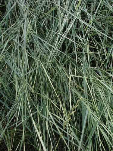 Creeping Wild Rye Leymus Triticoides