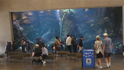 Seattle Aquarium Celebrates World Ocean Day As Conservation Efforts