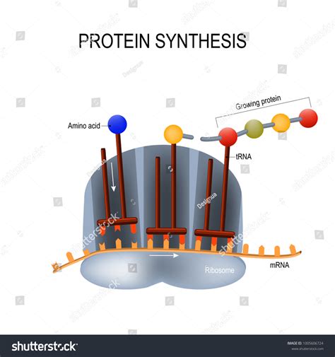 Protein Synthesis Ribosome Assemble Protein Molecules Stock Vector
