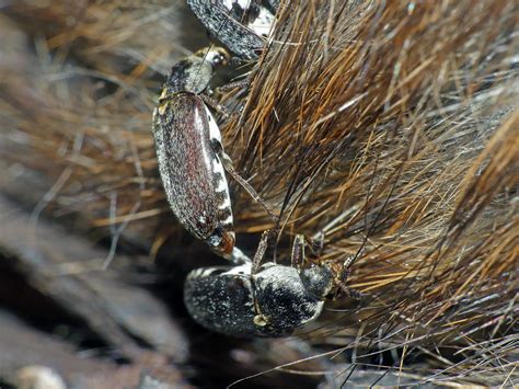 hide beetle dermestes maculatus hide beetle dermestes macu… flickr