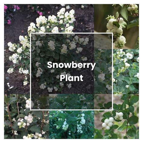 How To Grow Snowberry Plant Plant Care And Tips Norwichgardener