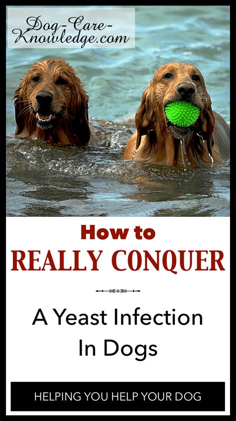 Yeast Infection In Dogs How To Really Conquer It