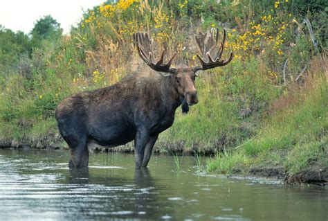The Symbol Of Canadas Native Wildlife Facts About The Moose Animal Sake