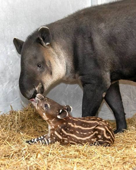 Mother And Baby Tapir Tapir Zooborns Funny Animals