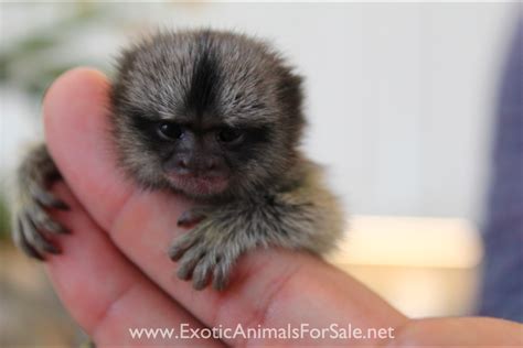 We now have 7 female capuchins ready to. MARMOSET FOR SALE, POCKET MONKEY, AKA FINGER MONKEY ...