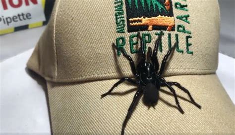 Da kommt wohl wieder die coolness dazu. Spinne tötet Menschen innerhalb von 15 Minuten - News ...