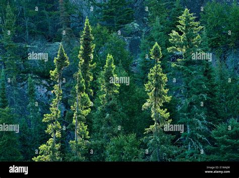 Spruce Trees Picea Growing On Hillside In Boreal Forest Hi Res Stock