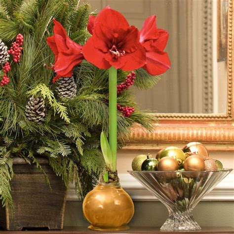 Plant in spring or fall. BlooMaker Gold Waxed Red Blooming Giant Amaryllis Bulb ...