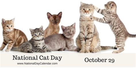 National Cat Day October 29 Group Of Cats