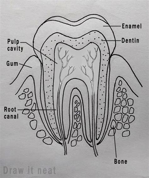 Draw It Neat How To Draw Tooth Diagram Labeled