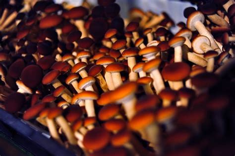 Magic Mushrooms To Treat Depression A Study Says Uk