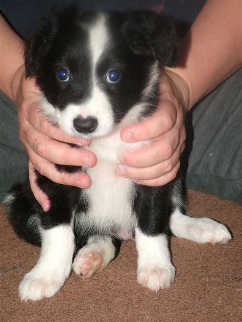 We did not find results for: Border Collie puppies FOR SALE- remaining pup | Middlesbrough, North Yorkshire | Pets4Homes