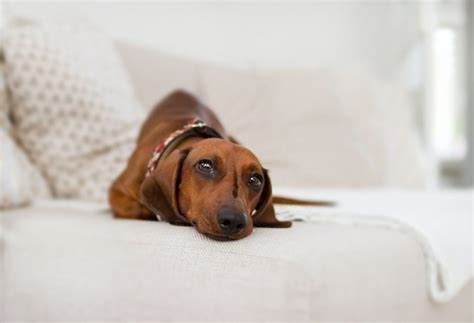 Miniature Dachshund Dog Insurance Scratch And Patch