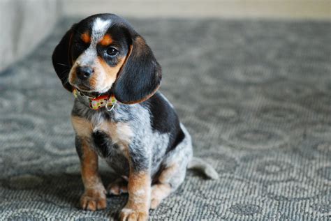 9 One Thing I Cannot Live With Out Is Baily Blue My Bluetick Beagle