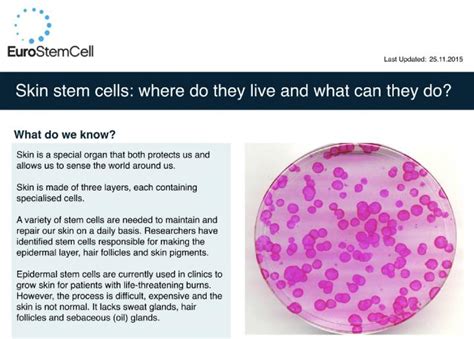 Skin Stem Cells Where Do They Live And What Can They Do Eurostemcell
