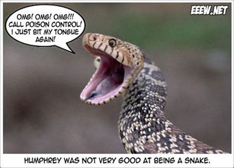 Humphrey Was Not Very Good At Being A Snake Funny Animals Funny