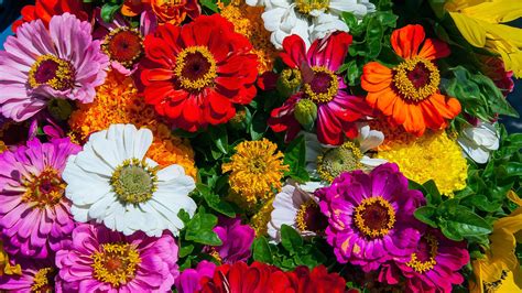 ¿cuáles Son Las Flores Más Bonitas Del Mundo Nombres Y Fotos