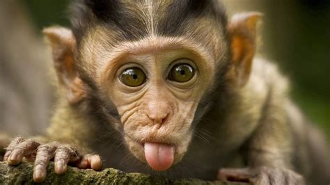 Lihat ide lainnya tentang gambar lucu, lucu, gambar. 34+ Daftar Gambar Monyet Lucu Hd Terkeren - Unik