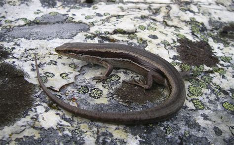 Critter Of The Week The White Bellied Skink