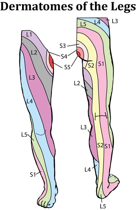 Dermatome Map Leg Dermatome Map