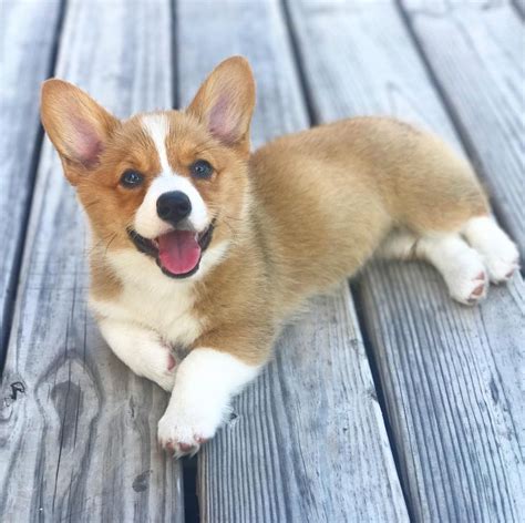 Bestof You Top Newborn Corgi Puppies Of All Time Dont Miss Out