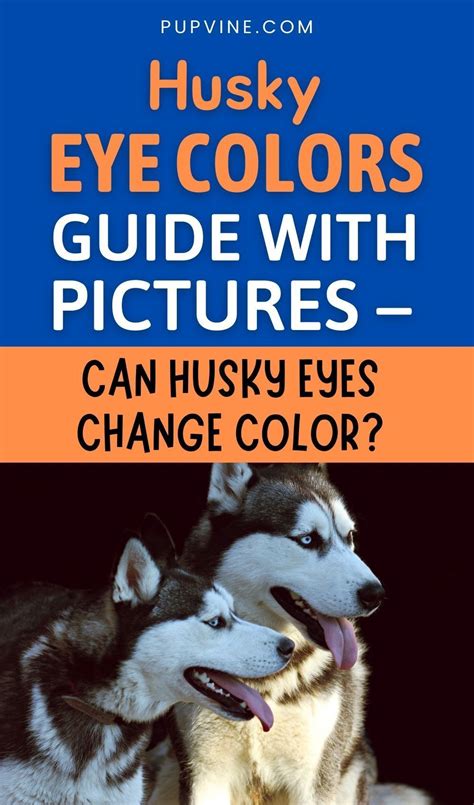 Husky Eye Colors With Pictures Can Their Eyes Change Color Husky