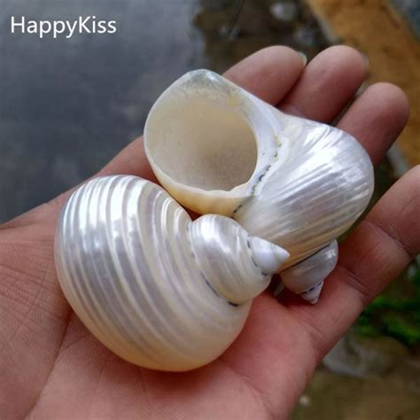 They didn't kill the hermit crab but they pulled out the conch and trowed back to the ocean.this was recorded in cuba they keep the conch to s. US $15.00 | HappyKiss 2pcs Natural conch shells Rong screw ...
