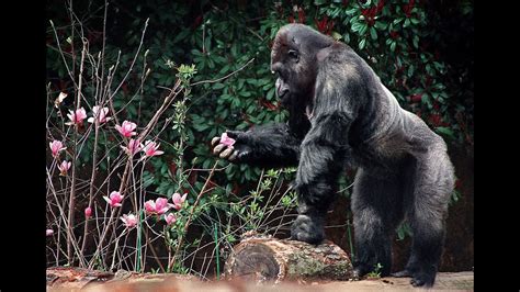 The film starts with the silverback gorilla ivan (sam rockwell) telling the audience about how he is the star attraction for a circus act at the big top mall. Ivan, the shopping mall gorilla, is memorialized with 3-D ...