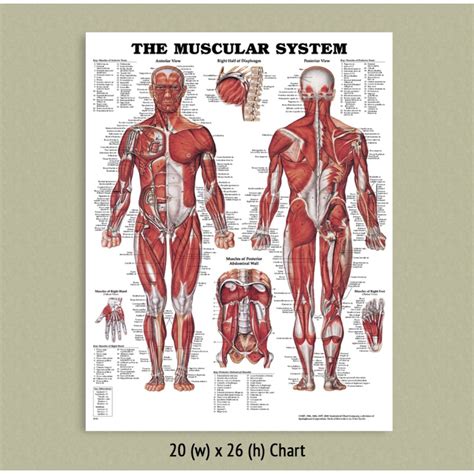Back Muscle Anatomy Chart Back Muscles Anatomy Of Upper Middle Lower