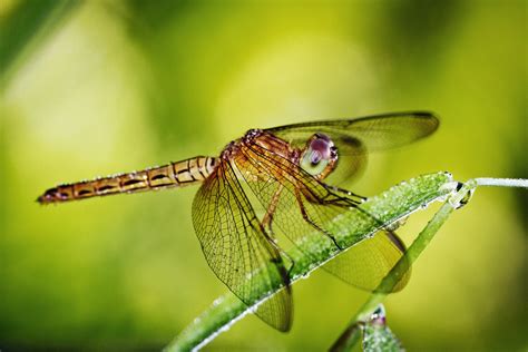 Dragonfly Hd Wallpaper Background Image 1920x1280 Id398194