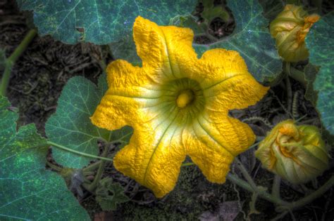 Flor de calabaza - 2000Agro Revista Industrial del Campo
