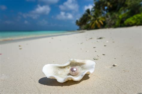 Open Shell With A Pearl On Tropical Sandy Beach Stock Photo Download
