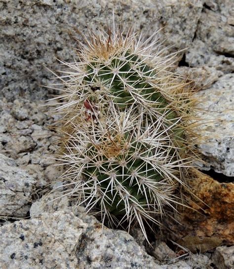Hedgehog Cactus Echinocereus Arizonicus Nigrihorridispinus Kitts Peak Az