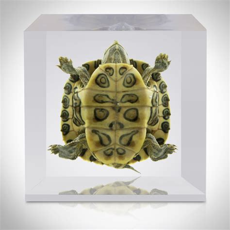 Turtle Resin Display Rare T Touch Of Modern