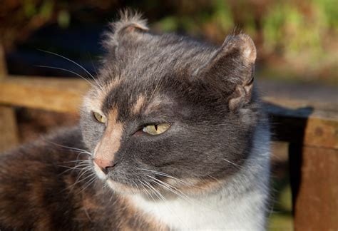 Cauliflower Ear In Cats Animal Wellness Magazine