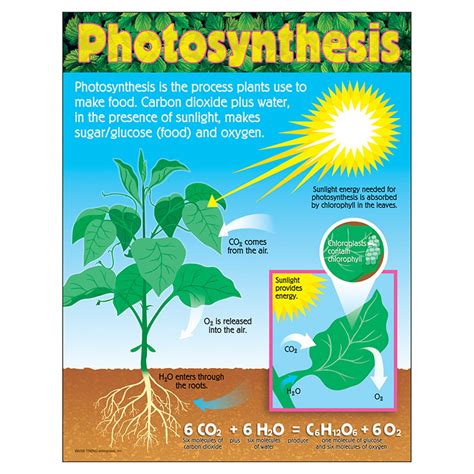 Chart Photosynthesis Gr 4 8