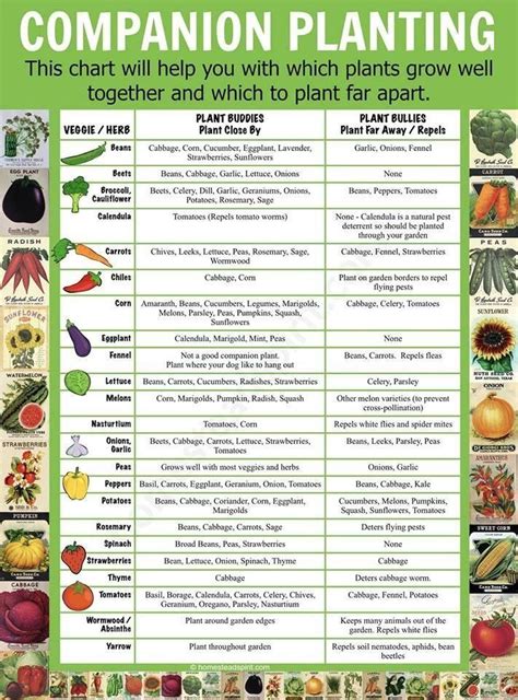 Printable Herb Companion Planting Chart