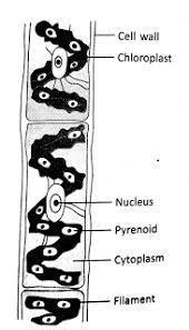 Each of the types of ecosystems have various abiotic features, such as sunlight, soil moisture, rainfall and temperatures. draw a net lebelled diagrams of spirogyra and mention its ...