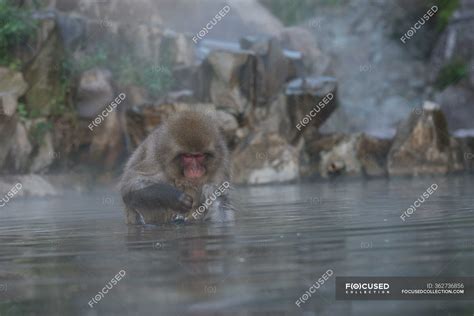 Cute Monkey Taking Bath In Pond — Zoo Stone Stock Photo 362736856