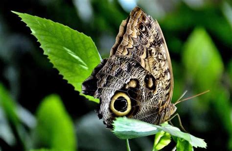 Top 10 Most Beautiful Butterflies In The World Worlds