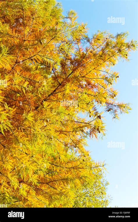 Colorful Autumn Bald Cypress Tree Stock Photo Alamy