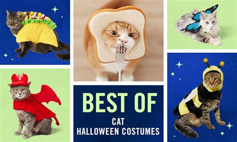 25 Best Halloween Cat Costumes Theyll Actually Wear Bechewy