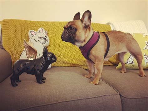 If you see an english bulldog puppy priced below $1,500, beware. Phoebe impersonating our lovely French Bulldog money box ...