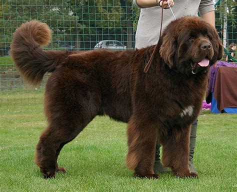 Top 10 Largest Dog Breeds In The World Always Learning