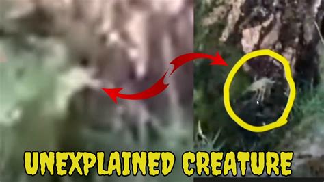 Unexplained Creatures Caught On Camera Youtube