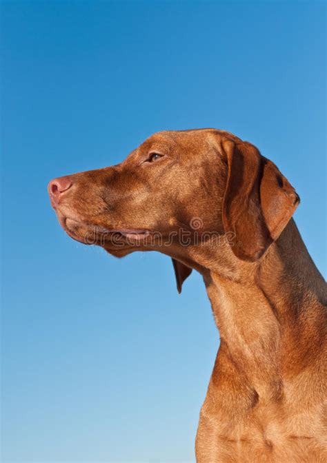 Vizsla Ungarische Nadelanzeige Hund Im Profil Stockfoto Bild Von