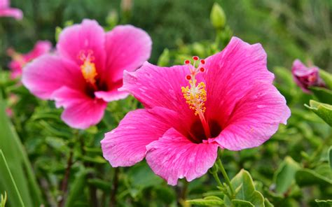 Wallpaper Pink Hibiscus Flower Wallpapers