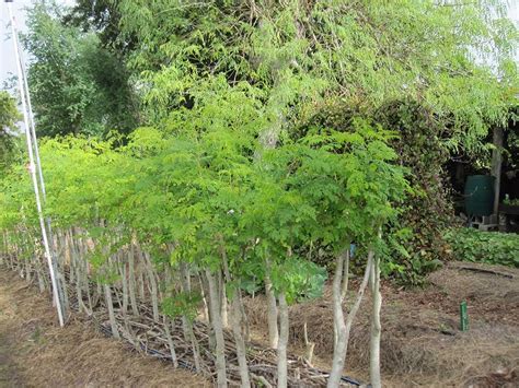 moringa forest - Google Search | Moringa, Plants, Perennial vegetables